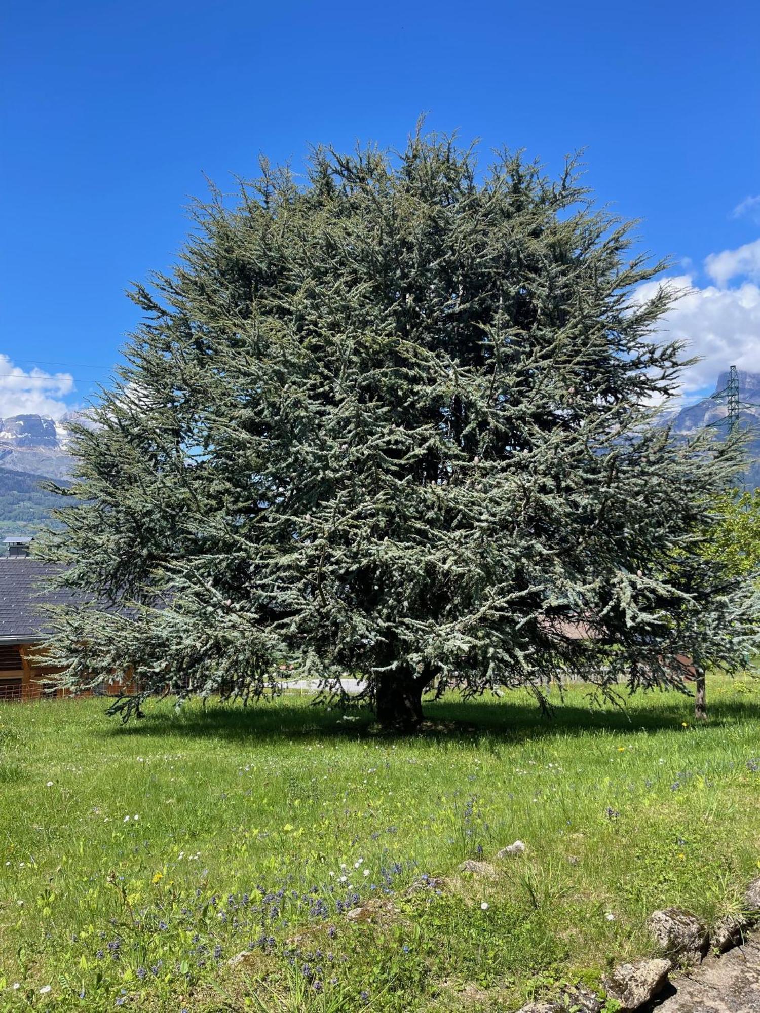 Apartamento De La Buche Croisee *